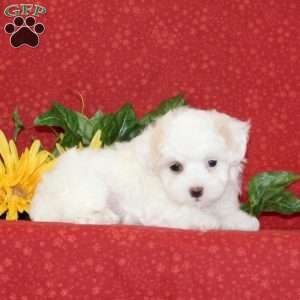 Poppy, Maltipoo Puppy